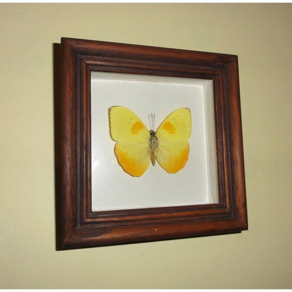 Vintage Wood Framed Orange Sulphur Butterfly oddity curiosity insect bug - Picture 2 of 13